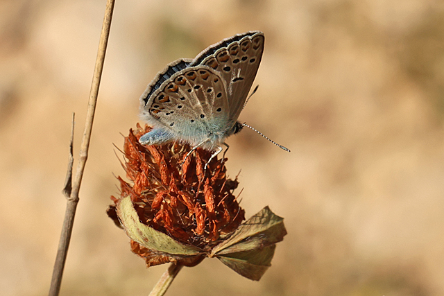 Groot Tragantblauwtje